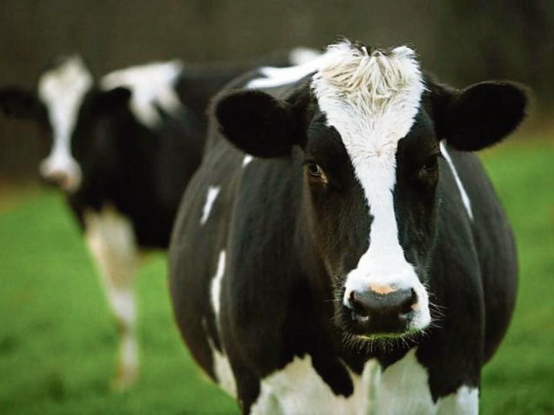 Waterford TD says new EU-South America beef deal is a 'sell-out' of Irish farmers 