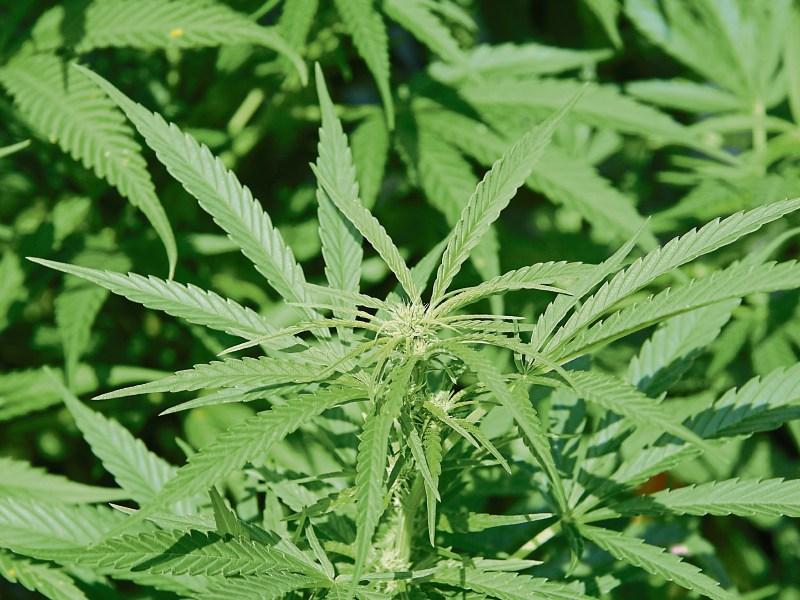 Suspect arrested over significant cannabis seizure in South Kilkenny