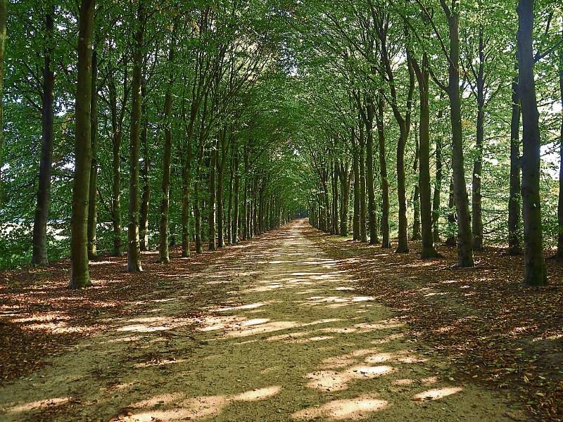 Waterford TD says afforestation is the key to climate action