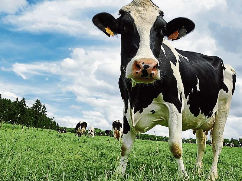 Waterford TD blasts lack of progress on farm family fair deal scheme