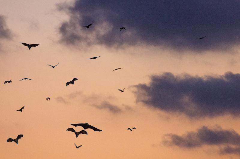 'Bat-Mobile' drivers needed for bat monitoring survey in Waterford