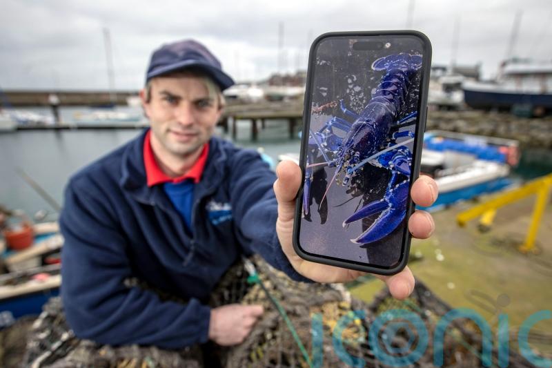  Fisherman beat 'one in two million chance' to catch rare blue lobster in NI lough