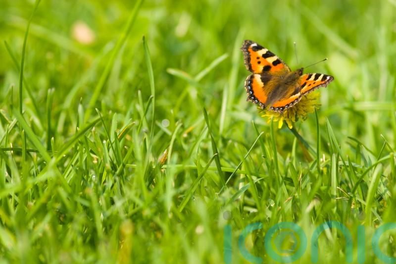 GUIDE: How to bring your lawn in Waterford to life