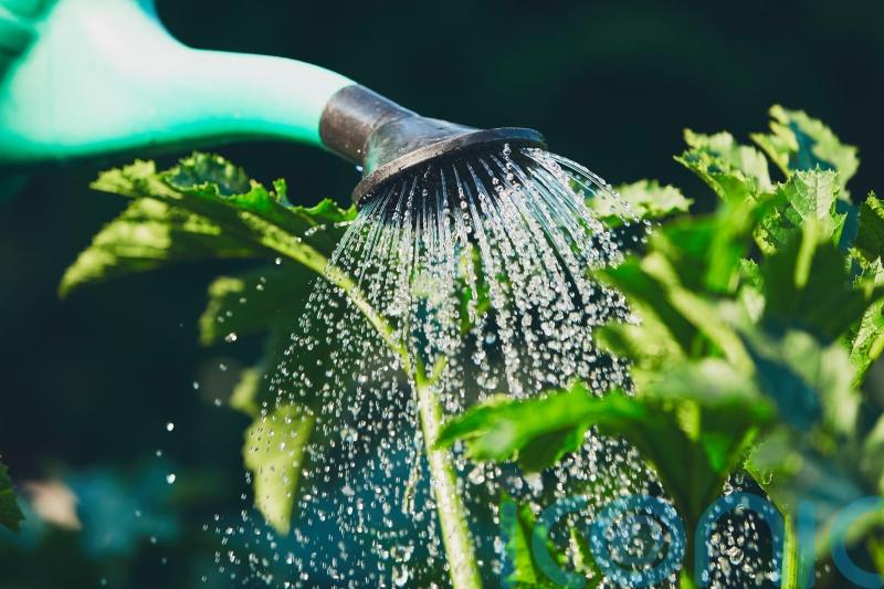 GUIDE: How to be waterwise in your garden in Waterford this summer