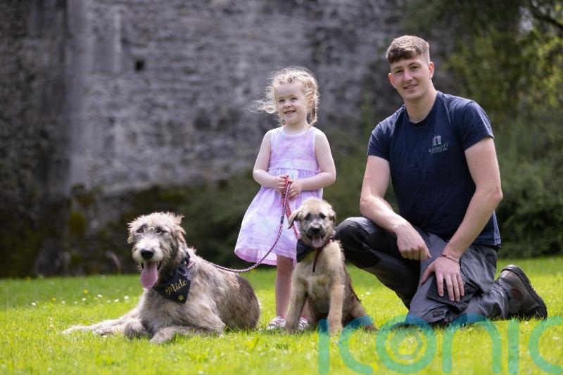 Irish wolfhounds settle into their new home at Co Clare castle