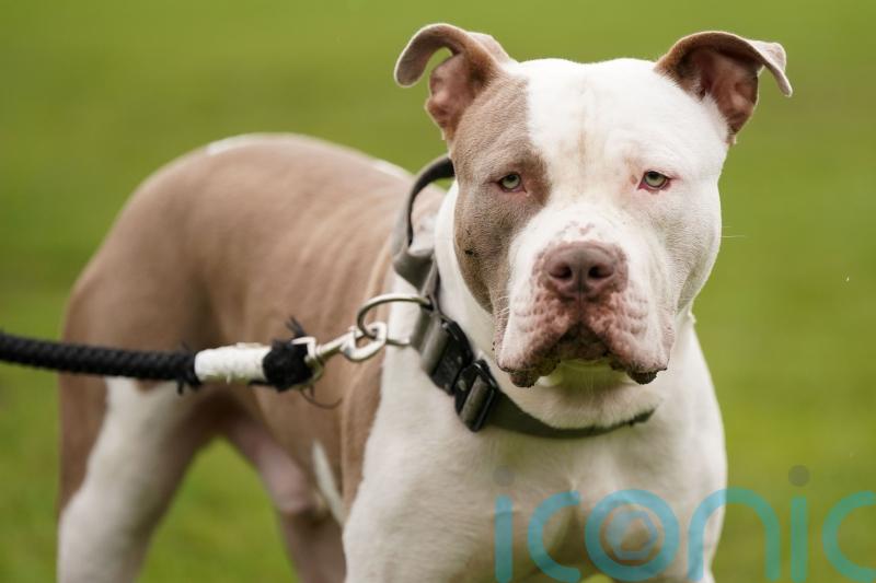 DEADLINE: XL Bully owners must get certificate to avoid imprisonment or €2,500 fine