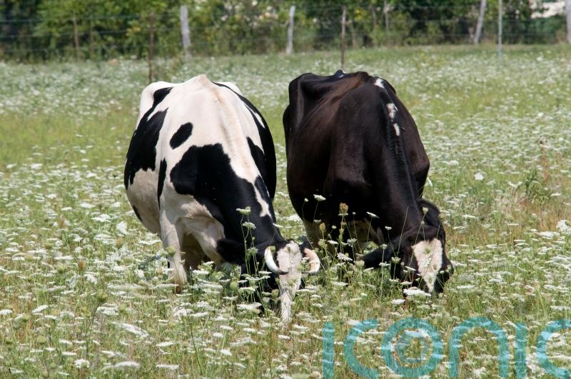 First suspected bluetongue outbreak in Northern Ireland under investigation